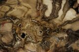 Petrified Black Ash (Fraxinus) Round - McDermitt, Oregon #125686-1